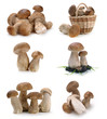 mushrooms in a basket
