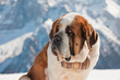 Big sint bernard dog in snow mountain landscape.