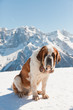 Big sint bernard dog in snow mountain landscape.
