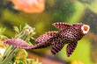 Ancistrus - Sucker Fish in Aquarium