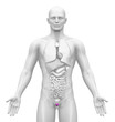 Medical Imaging - Male Organs - Prostate