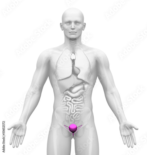 Illustration: Medical Imaging - Male Organs - Bladder Medical Imaging - Male Organs - Bladder