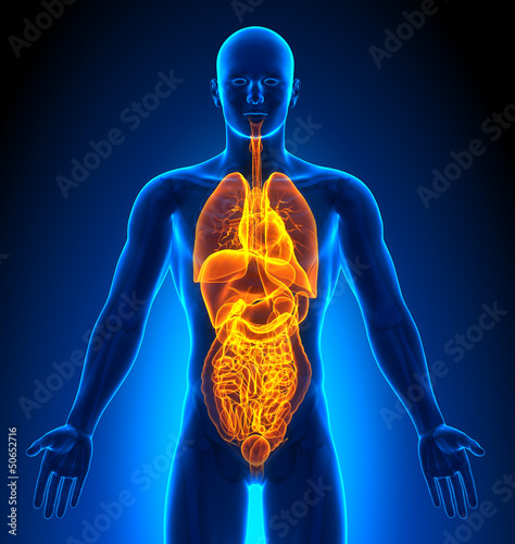 Illustration: Medical Imaging - Male Organs Medical Imaging - Male Organs