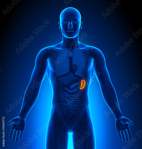 Illustration: Medical Imaging - Male Organs - Spleen Medical Imaging - Male Organs - Spleen