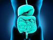 Human Digestive System