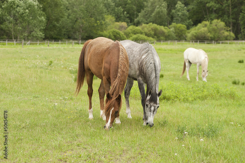 Photo: horses horses