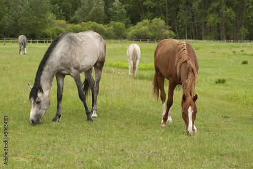 Photo: horses horses