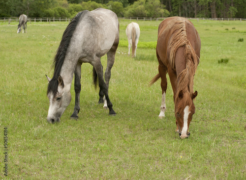 Photo: horses horses