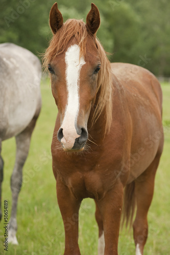 Photo: horses horses