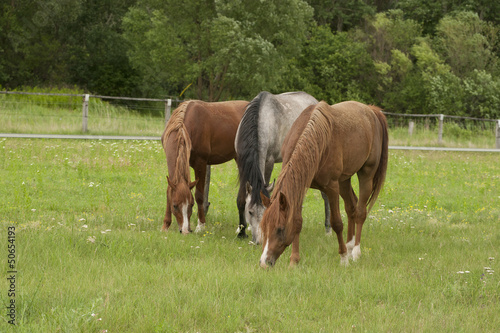 Photo: horses horses