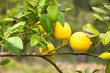 Foto: Zitronenbaum Zitronenbaum
