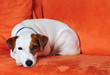 Jack Russel auf Couch