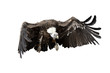 vulture