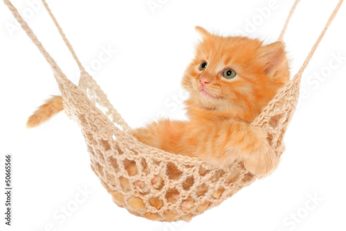 Photo: Cute red haired kitten lying in hammock. Cute red haired kitten lying in hammock.