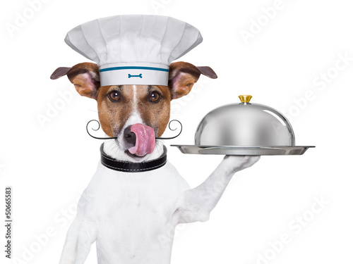 Photo: dog cook chef dog cook chef