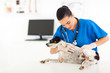 Vet Doctor Checking Pet Dog Skin