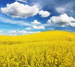 field of rapeseed with beautiful cloud - plant for green energy