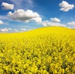 field of rapeseed with beautiful cloud - plant for green energy