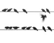 Starlings