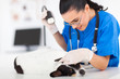 caring vet doctor checking pet dog ear