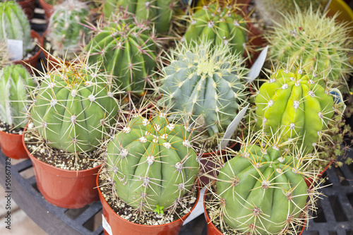 Photo: Outdoor Shop of Succulents Outdoor Shop of Succulents
