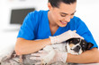 vet comforting sick dog