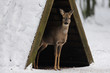 Rehwild im Winter