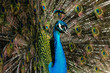 Pfau
