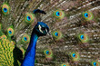 Pfau