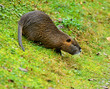 Muskrat