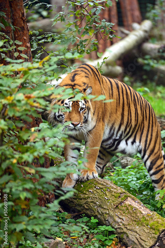 Photo: Tiger Tiger