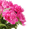 Foto: Pink peony flowers isolated on white Pink peony flowers isolated on white