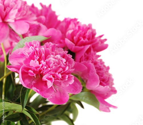 Photo: Pink peony flowers isolated on white Pink peony flowers isolated on white