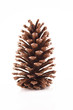 Christmas Pine Cone