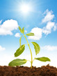 Green seedling isolated on the white background
