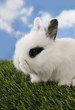 Lovely white rabbit with black monocle on eye