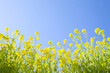 菜の花畑