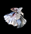 Siamese fighting fish, Betta fish on black background