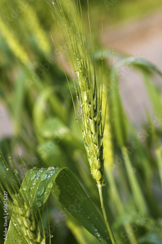 Photo: Wheat plants Wheat plants
