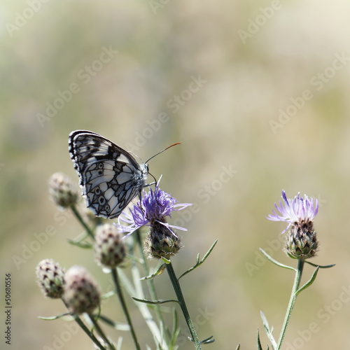 Photo: Butterfly feeding in flowers Butterfly feeding in flowers