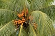 Yellow unripe coconuts on tree