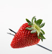 lecker Erdbeere 