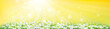 Vector of sunny sky background with chamomiles field..