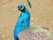 blauer  Pfau