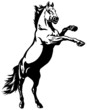 rearing stallion