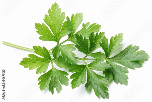 Photo: Parsley. Parsley.