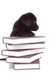 labrador retriever standing with its paws on a pile of books