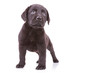 Standing Black Labrador Retrie...