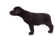 labrador retriever puppy dog sniffing something