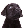 labrador retriever puppy dog looking up